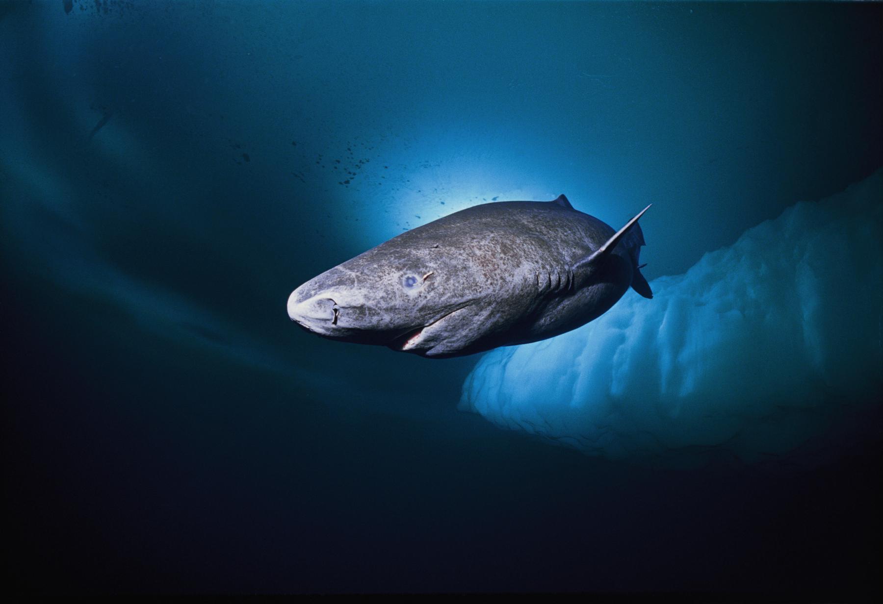 © National Geographic Stock / Nick Caloyianis / WWF Håkäring