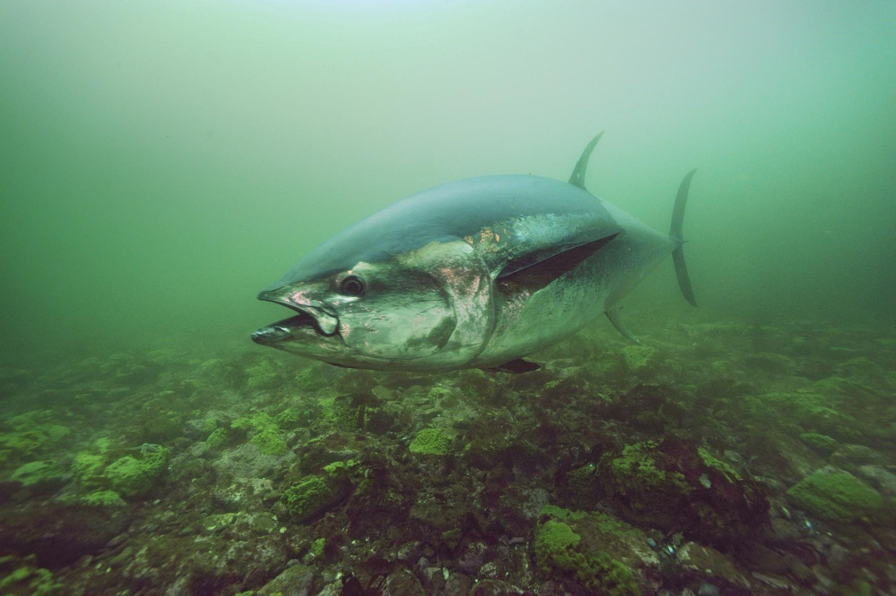 © Brian J. Skerry / National Geographic Creative / WWF-Canada Blåfenad tonfisk
