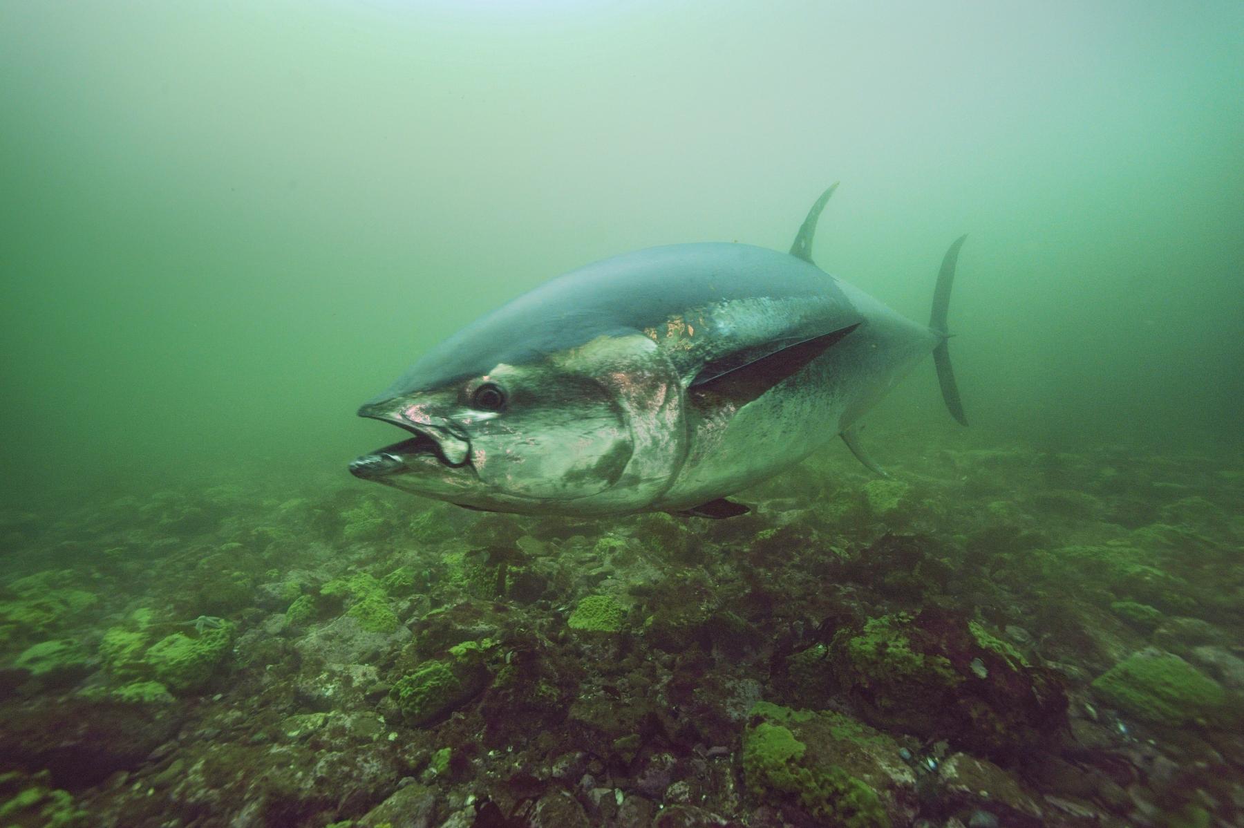 Blåfenad tonfisk