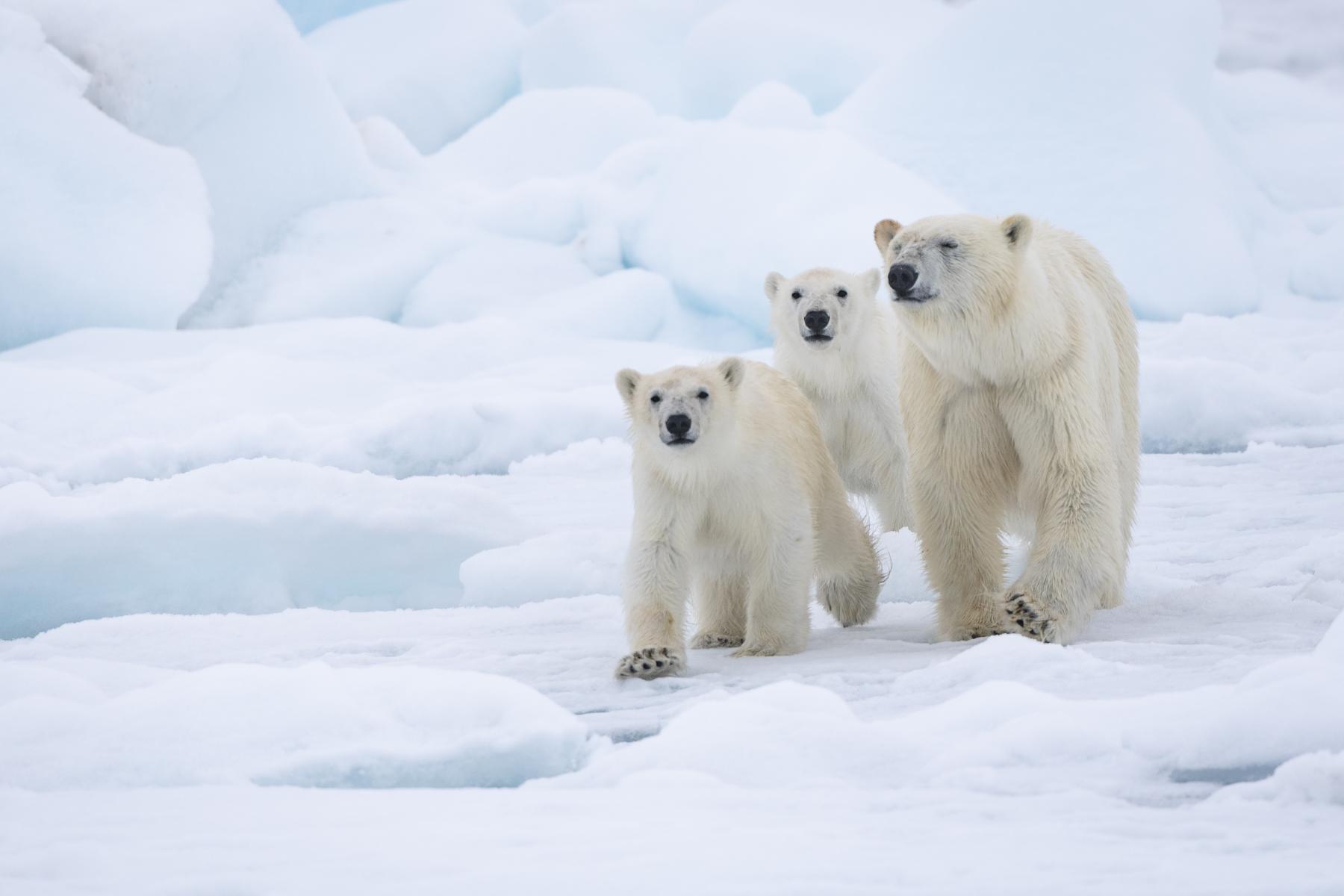 Isbjörn med ungar