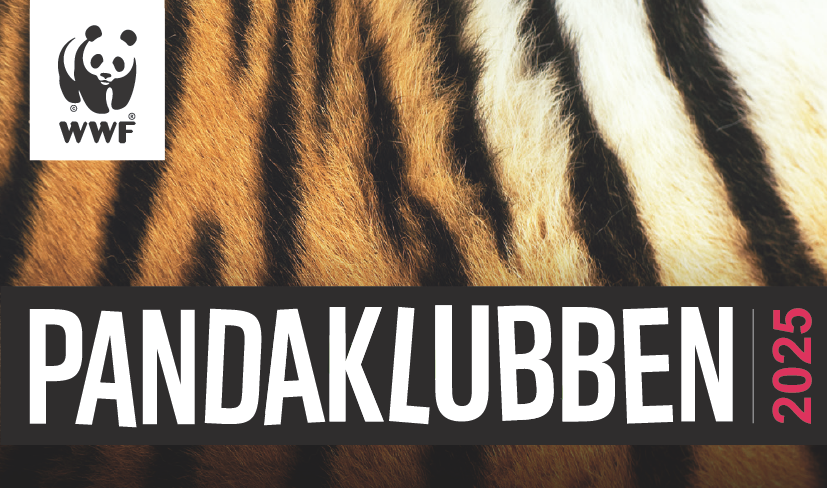 Pandaklubben 2025