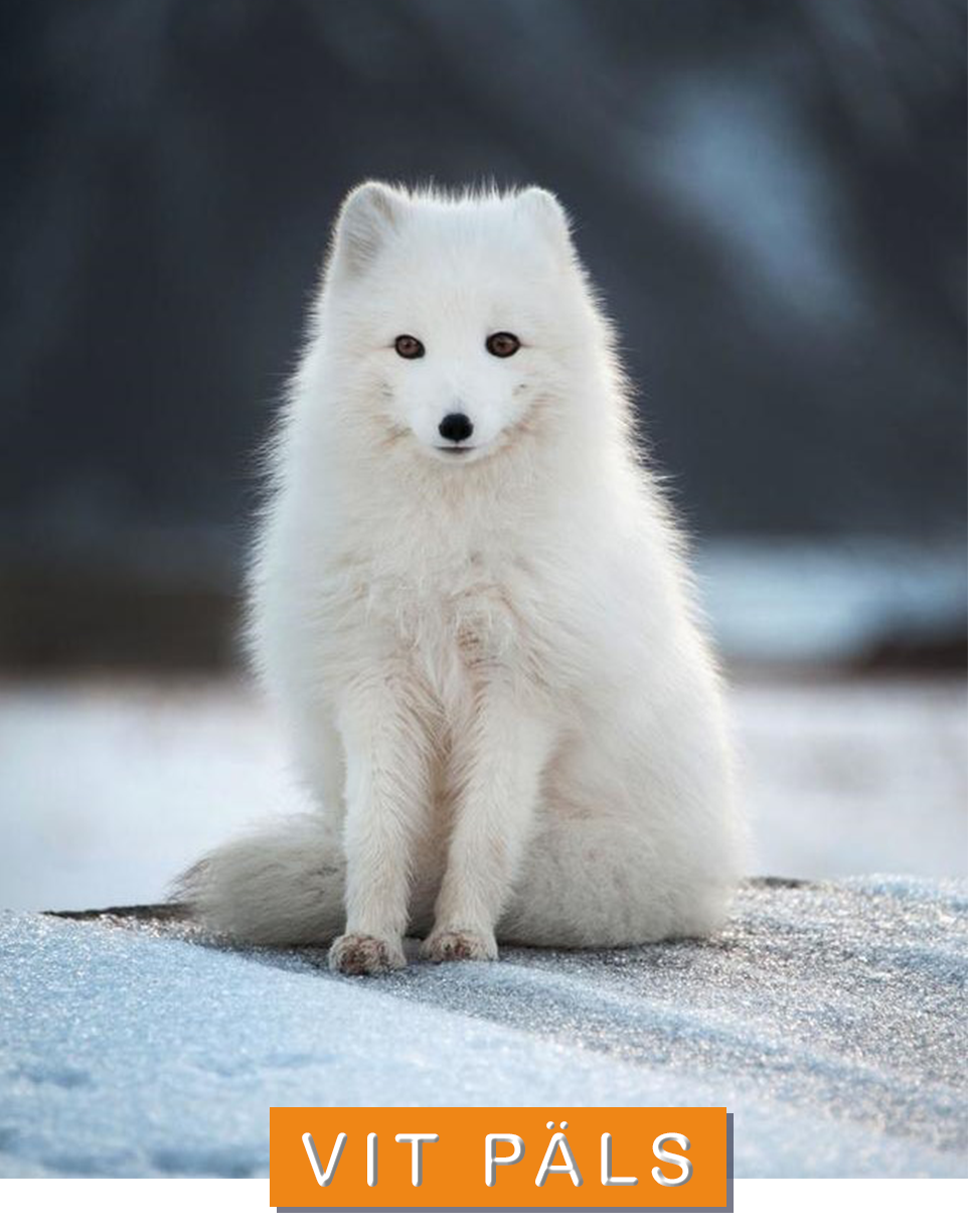 © Shutterstock / PICARD Gweg / WWF Fjällräv med vit päls