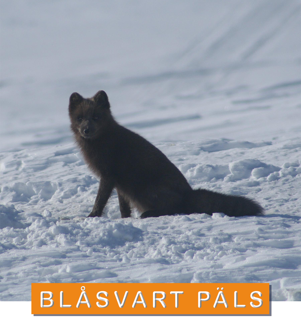 © Lars Liljemark Blåräv - fjällräv med blåsvart päls