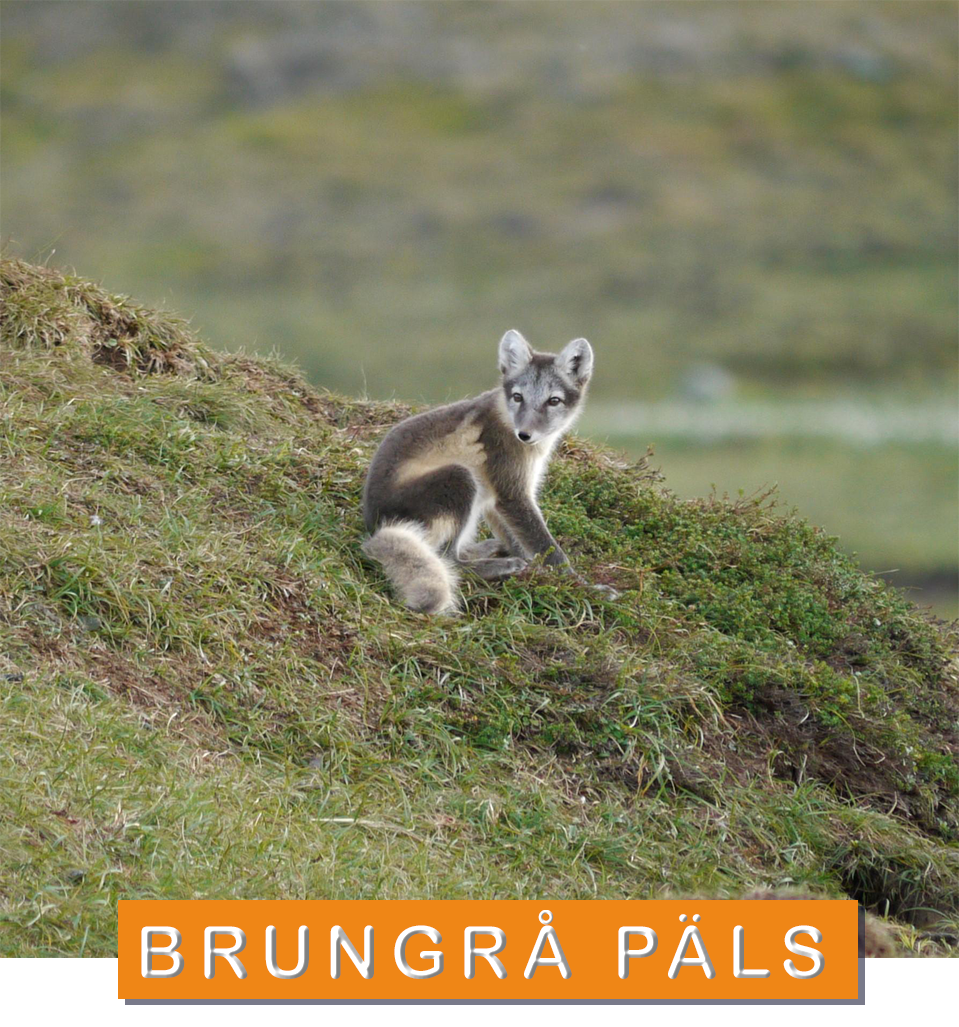 © Tom Arnbom / WWF-Sweden Fjällräv med brungrå päls