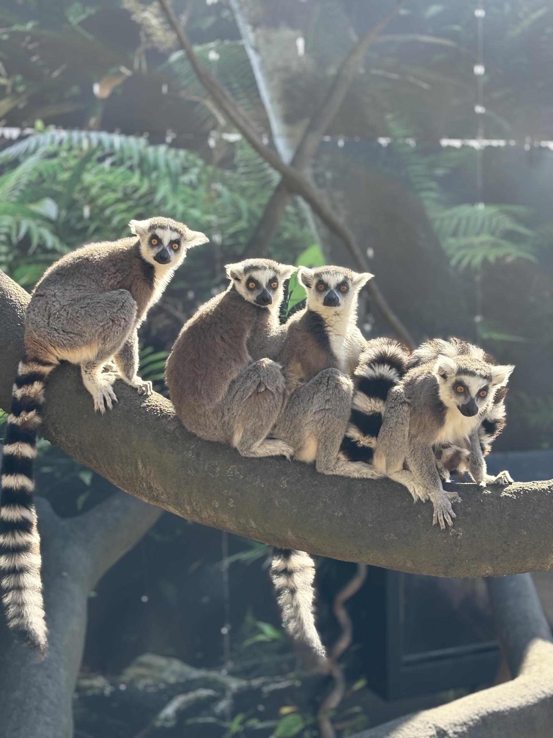 Lemurer på Skansen-akvariet