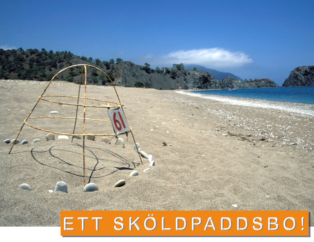 Sköldpaddsbo på strand