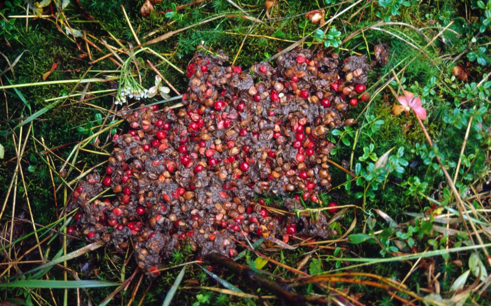 © Fritz Pölking / WWF Björnbajs med lingon