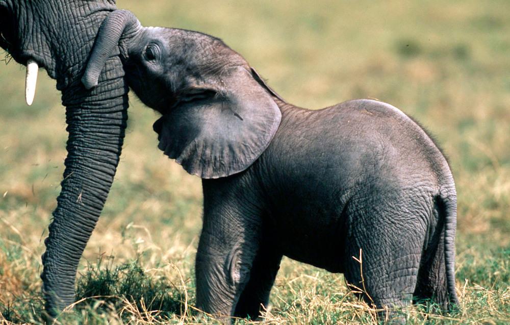 © Martin Harvey / WWF Elefant