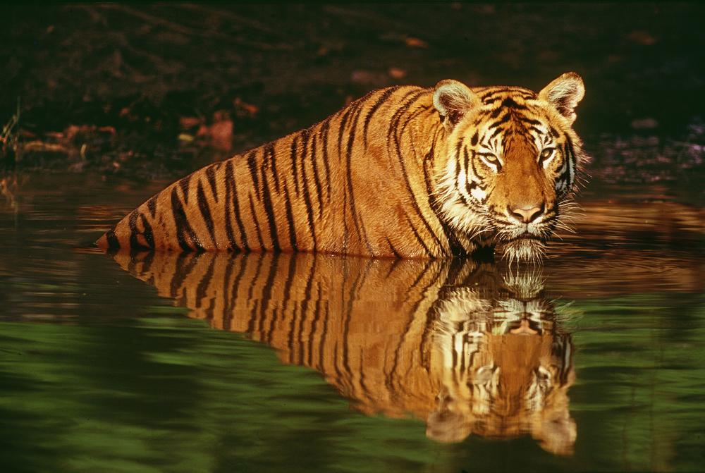 © Martin Harvey / WWF Tiger i vatten