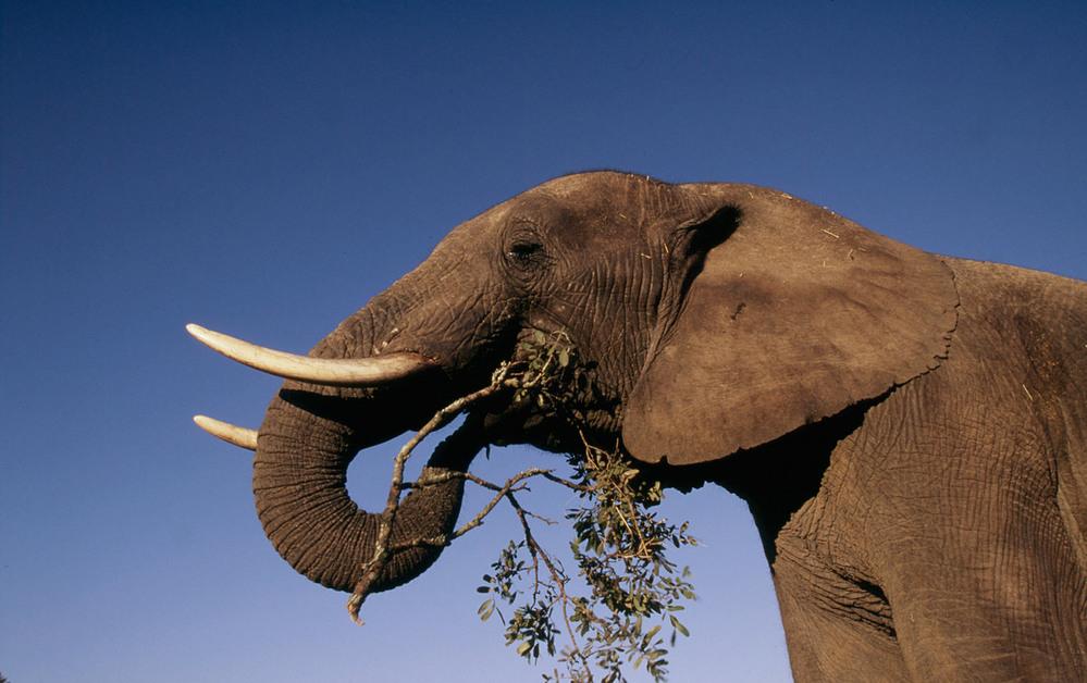 Elefant äter