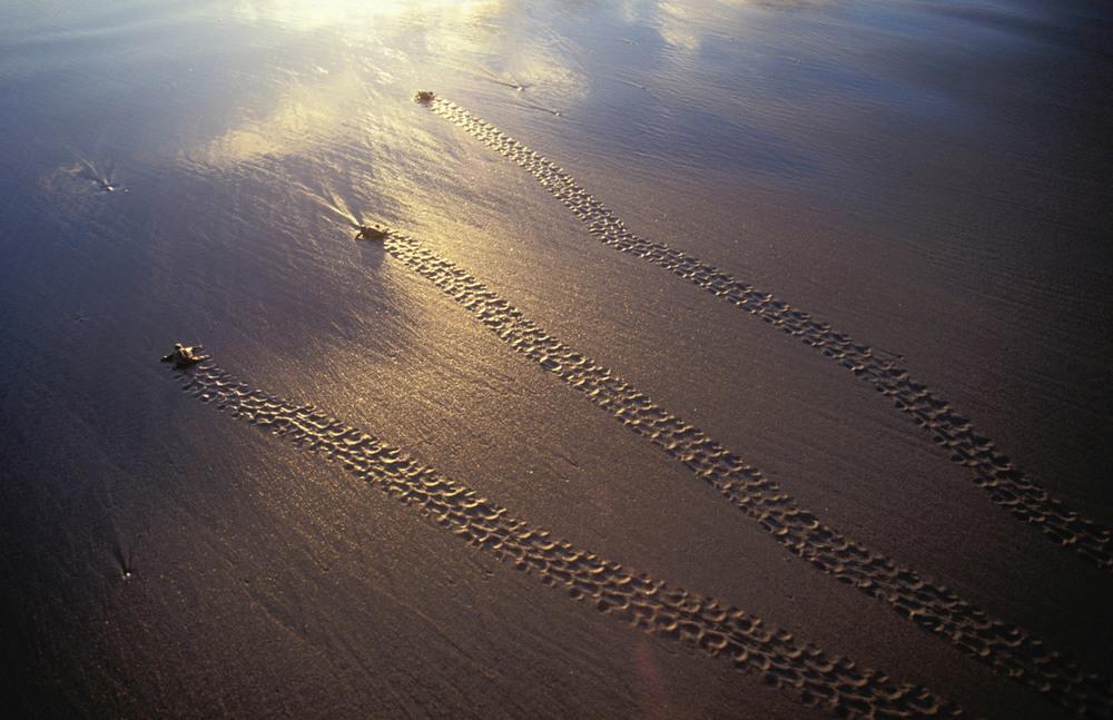 Honorna på väg upp på stranden. Foto: Martin Harvey / WWF Oäkta havssköldpaddor