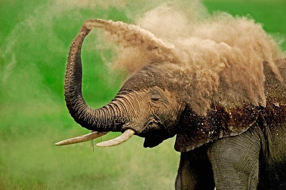 © Martin Harvey / WWF Elefant sanddusch