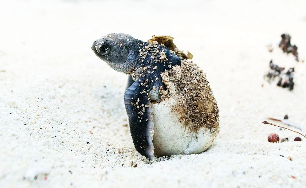 © Roger Hooper / WWF Havssköldpadda i ägg