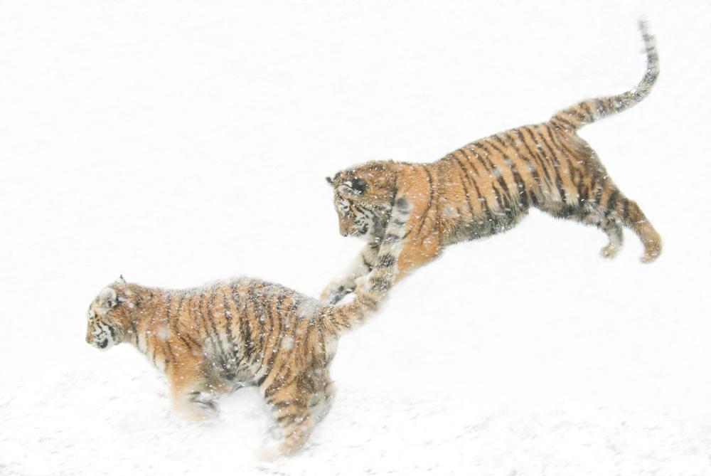© naturepl.com / Edwin Giesbers / WWF Tiger som hoppar