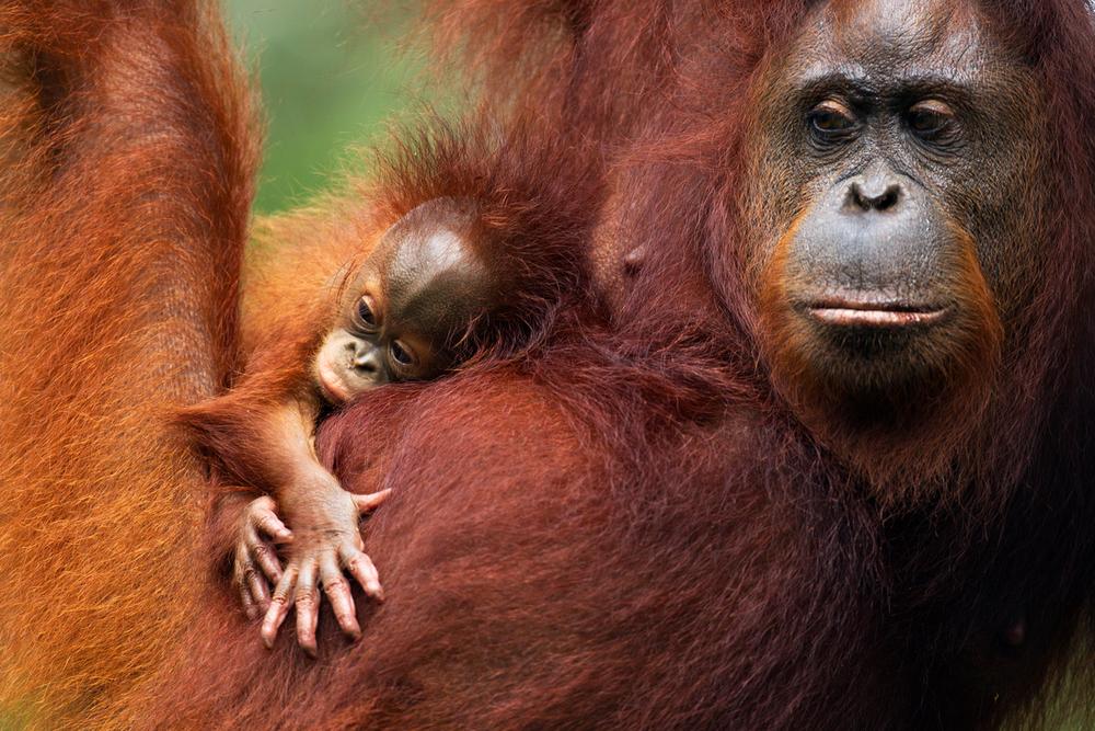 Orangutanger
