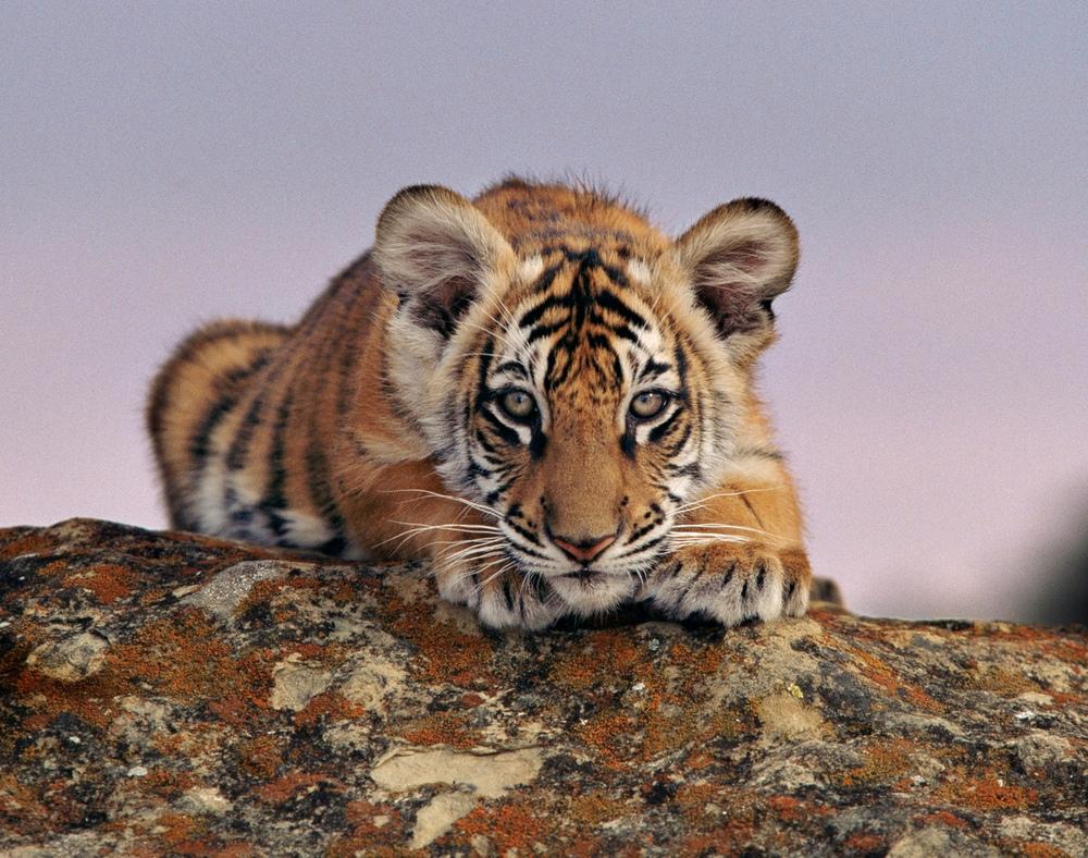 © naturepl.com / Andy Rouse / WWF Ung tiger