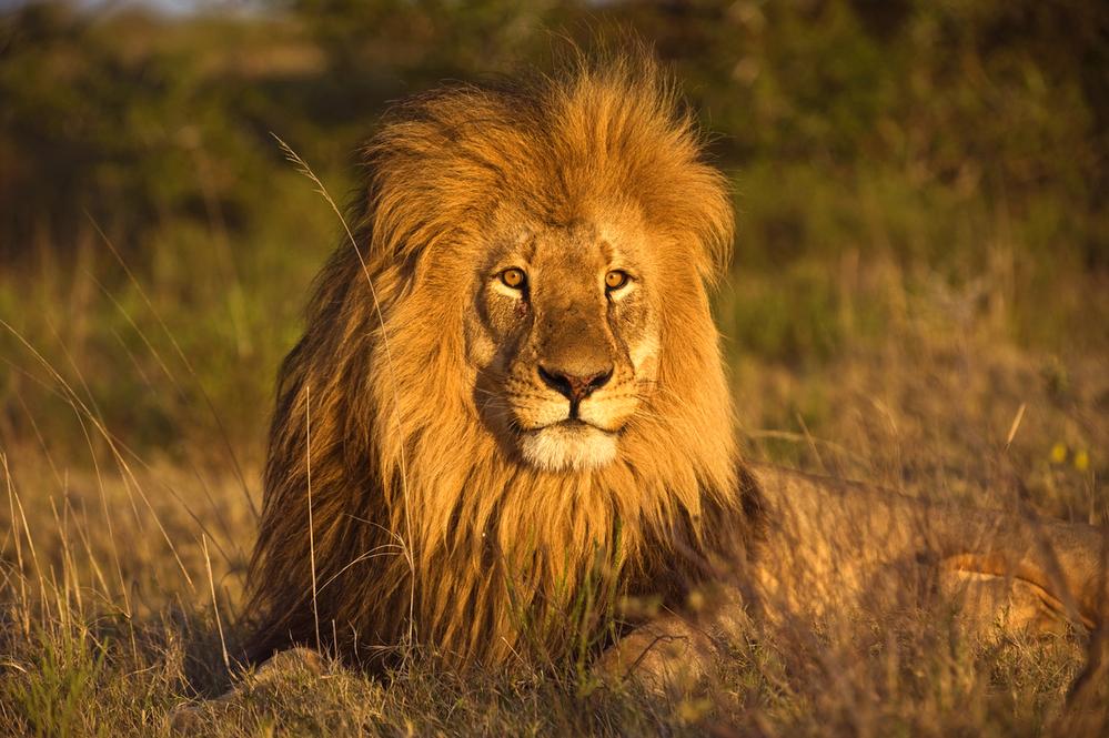 © Shutterstock / Peter Betts / WWF-Sweden Lejonhane