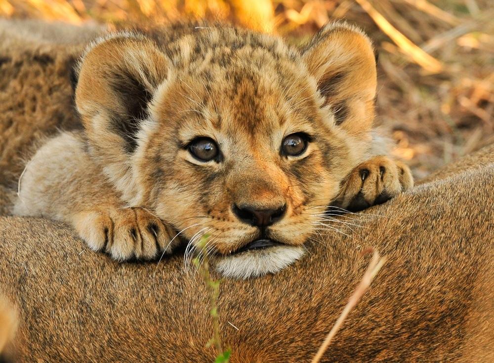 © Shutterstock / Keith Jenkinson / WWF-Sweden Lejonunge