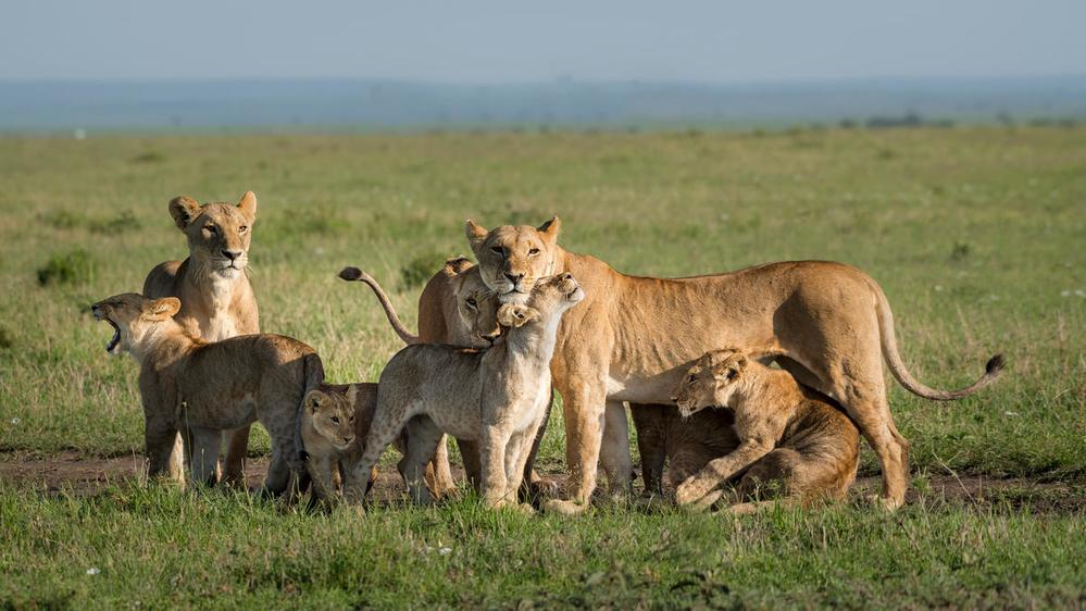 © Richard Barrett / WWF-UK Lejonflock