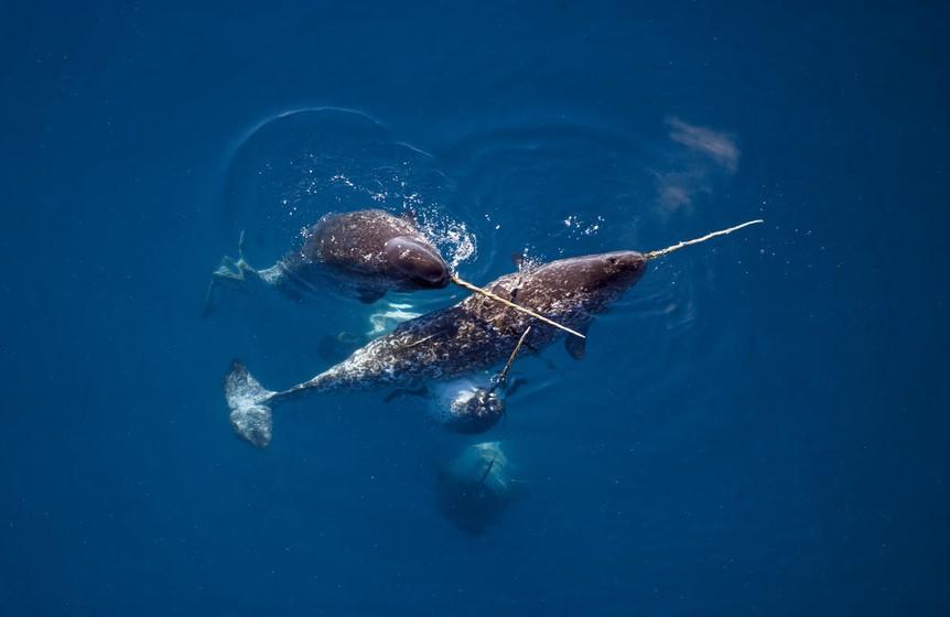 © Paul Nicklen / National Geographic Creative / WWF-Canada Narvalar