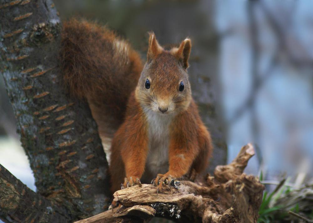 © Germund Sellgren / WWF-Sweden Ekorre