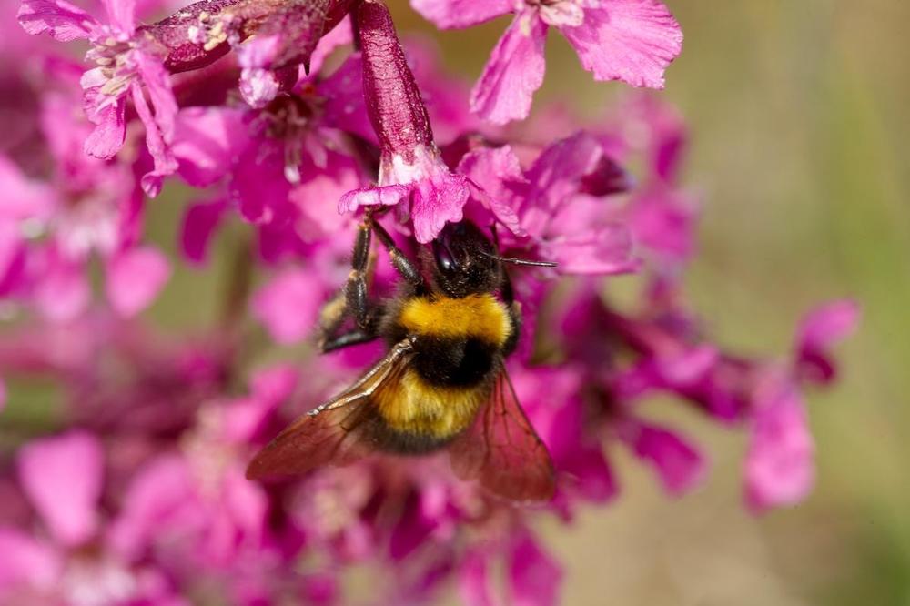 Trädgårdshumla på tjärblomster