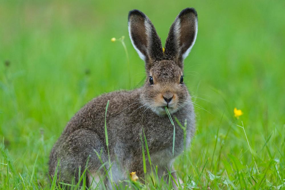 © Ola Jennersten / WWF-Sweden Skogshare
