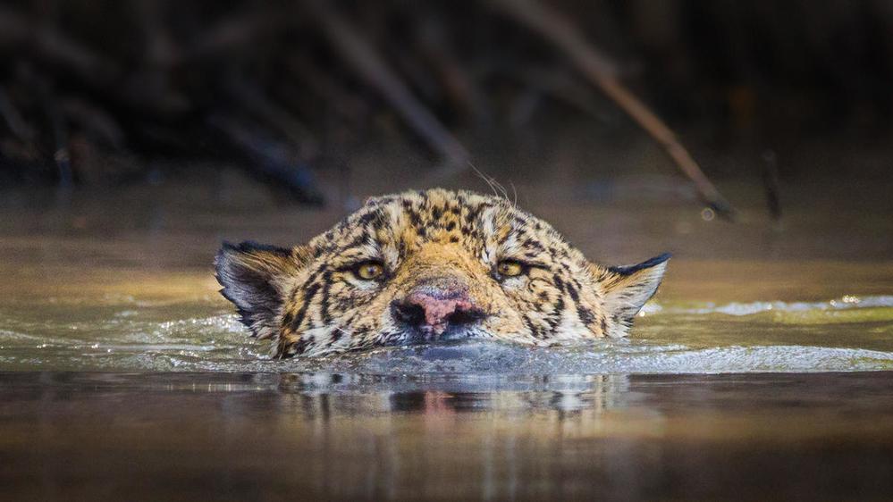© Brent Chambers Jaguar simmar