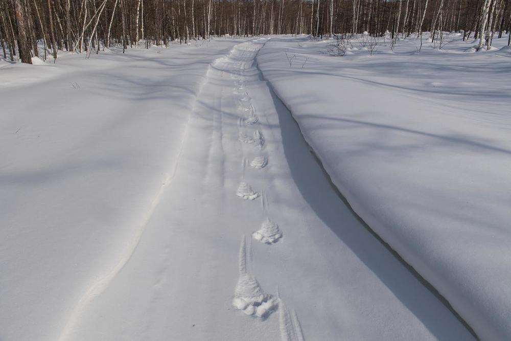 Tigerspår i snön. Foto Ola Jennersten / WWF-Sweden Tigerspår.