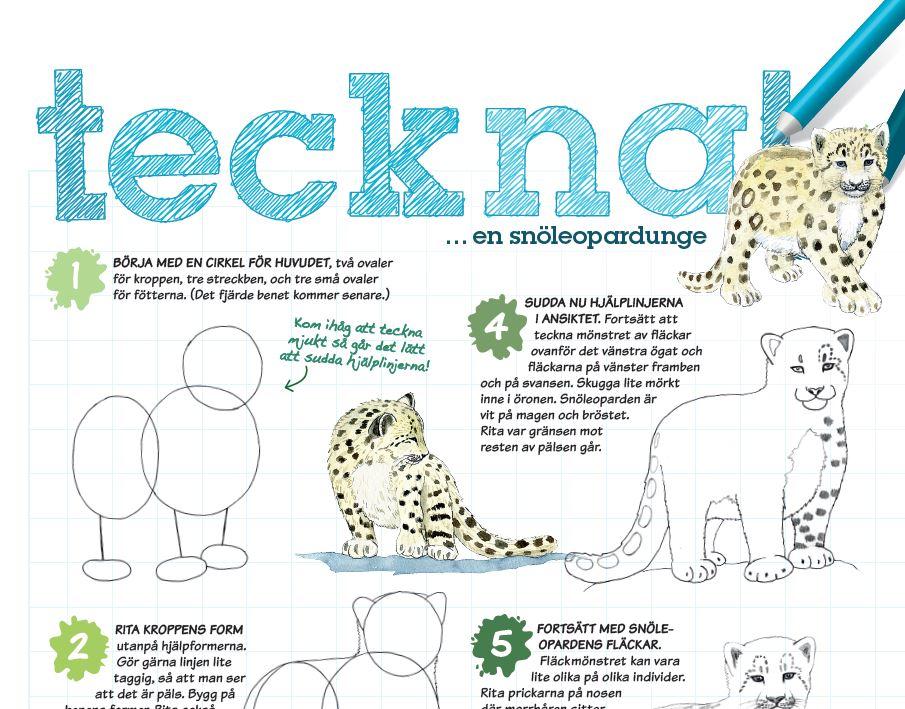 teckna snöleopard