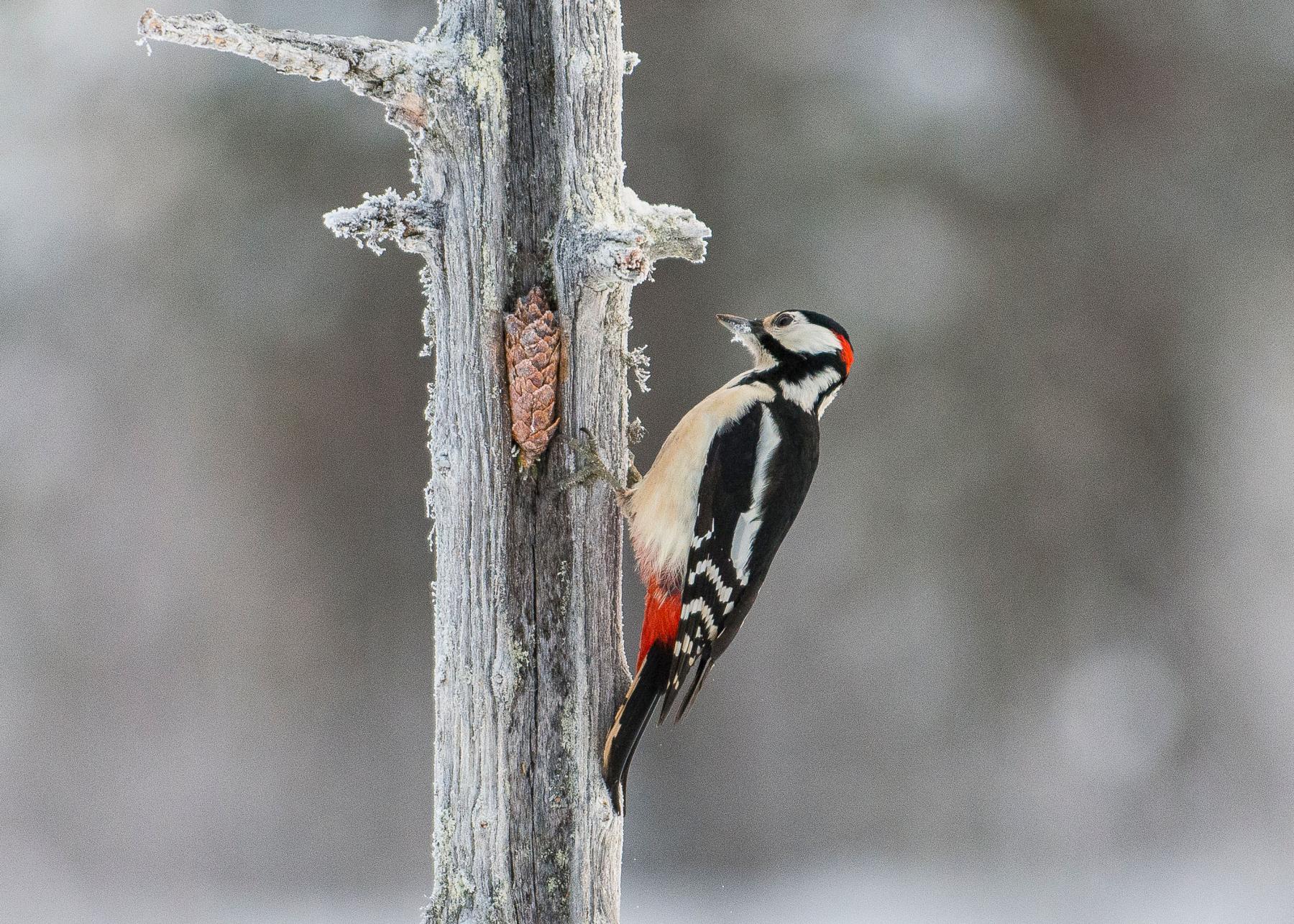 © Ola Jennersten / WWF-Sweden Större hackspett