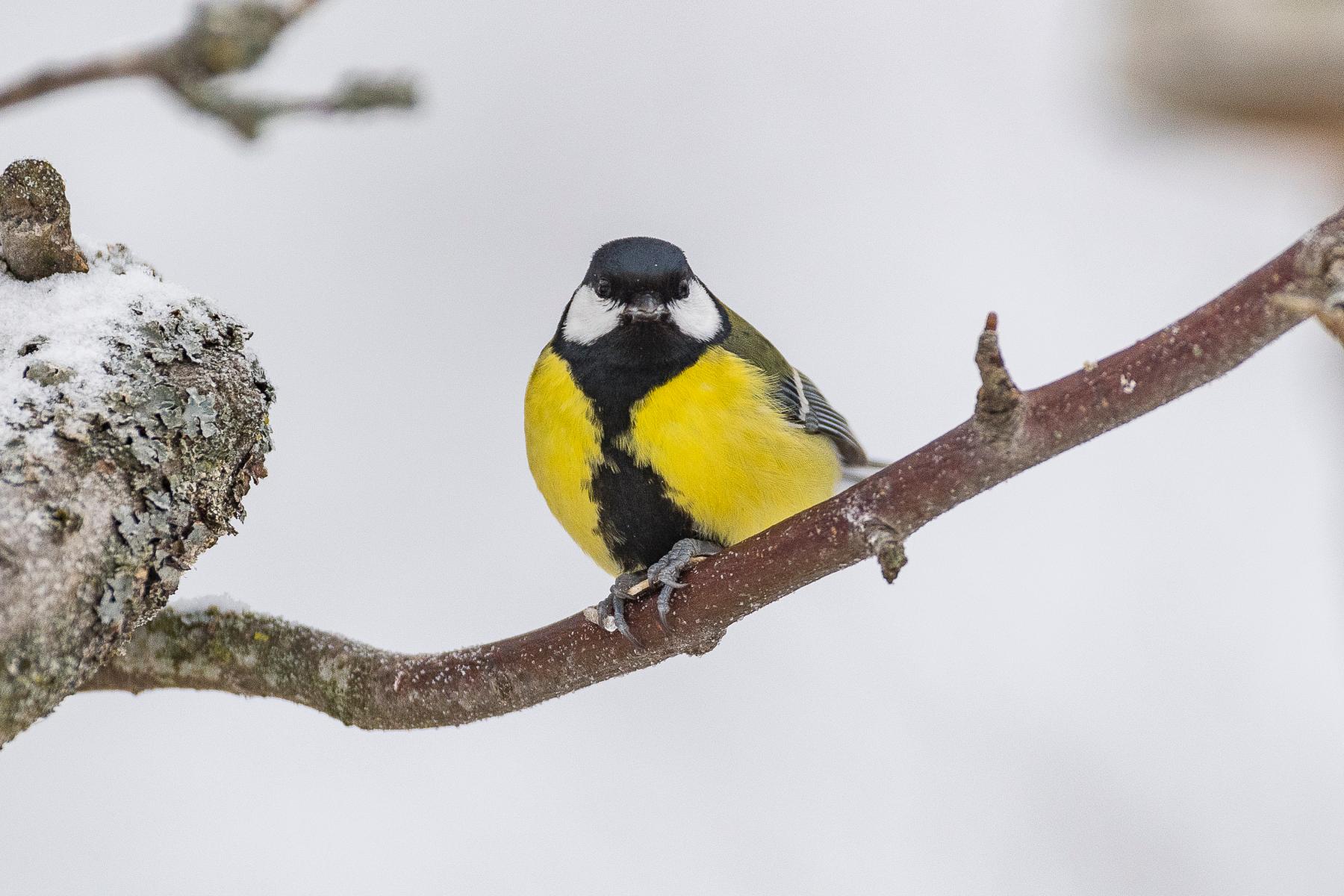 © Ola Jennersten / WWF-Sweden Talgoxe