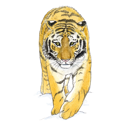 Tecknad tiger