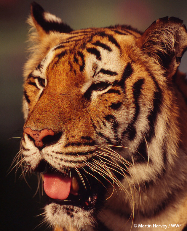 © Martin Harvey Tiger