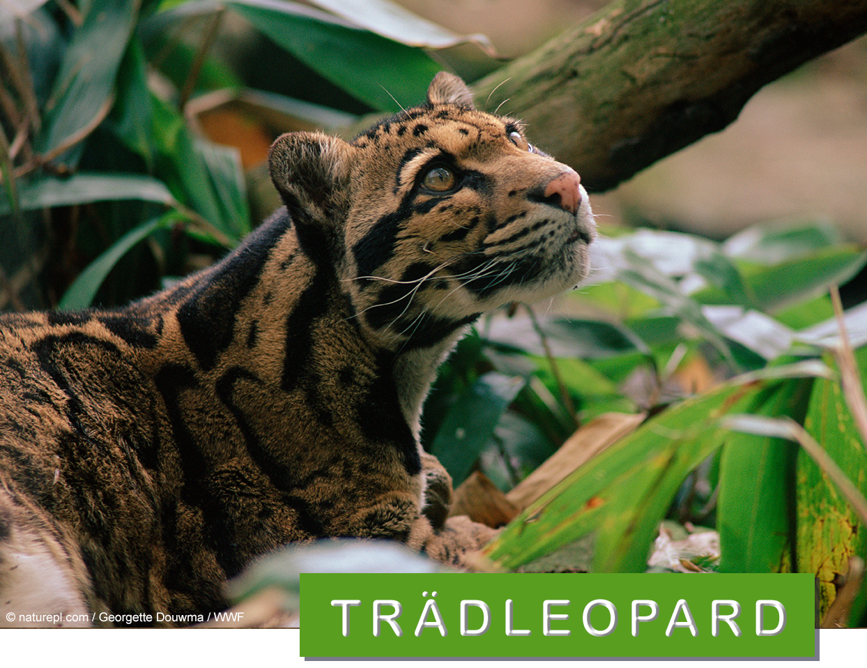Trädleopard