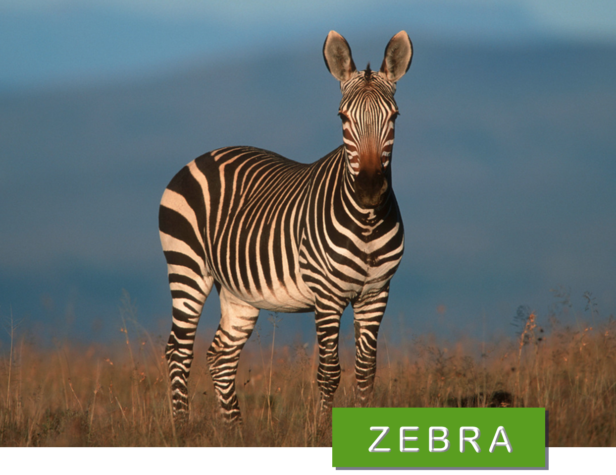 © Martin Harvey / WWF zebra