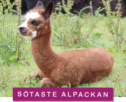 Foto: pixabay/creativecommons gullig alpacka
