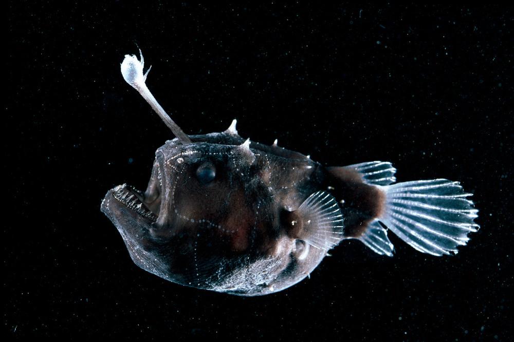 © Davis Shale Anglerfish