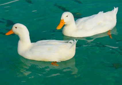 Foto: pixabay/creativecommons ankor