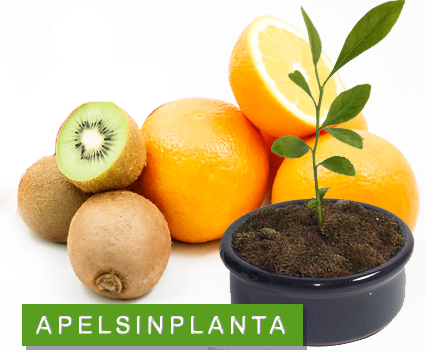 apelsinplanta