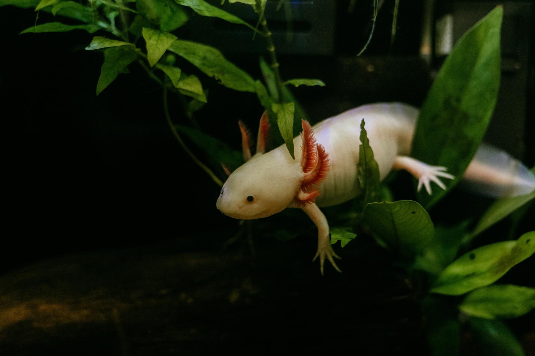 Axolotl