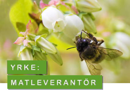 foto: pixabay bi - matleverantör