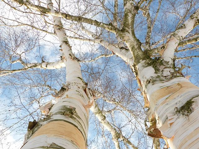 Foto: Pixabay Björk