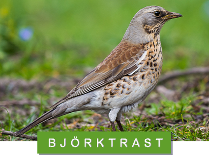 björktrast