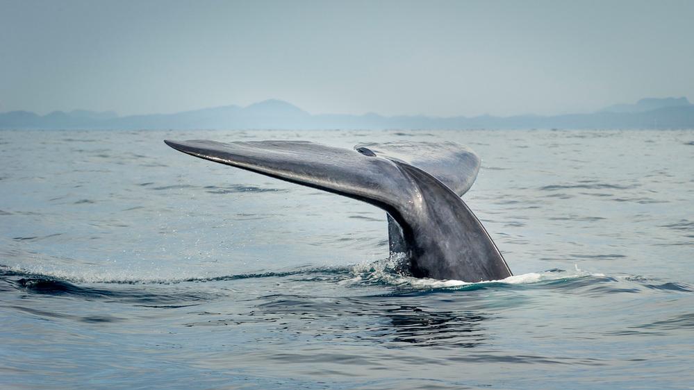 © Richard Barrett/WWF-UK Blåval