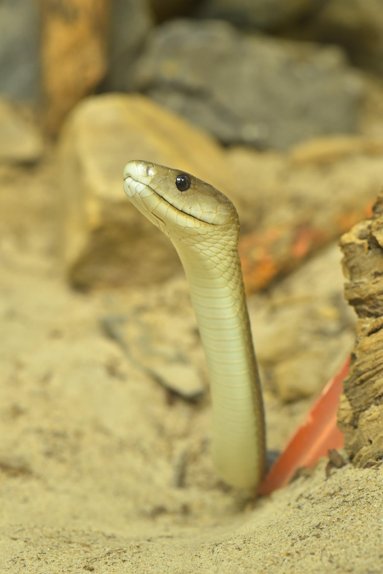 © Pixabay Svart mamba