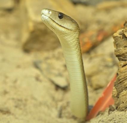 Svart mamba. Foto: Pixabay Svart mamba