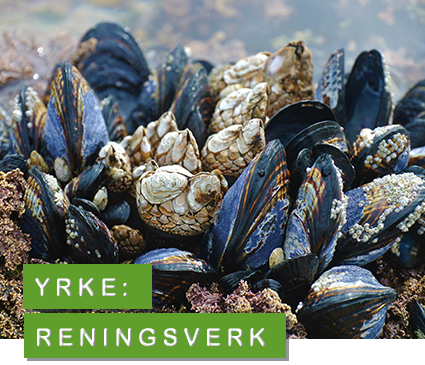 foto: pixabay blåmussla - reningsverk