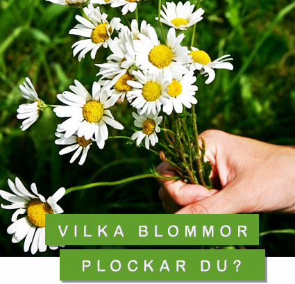 foto: pixabay/creativecommons blombukett - vilka blommor plockar du?