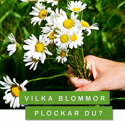 blombukett - vilka blommor plockar du?